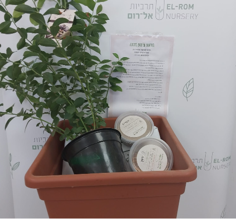 ערכה לגידול אוכמניות